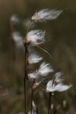 Eriophorum angustifolium