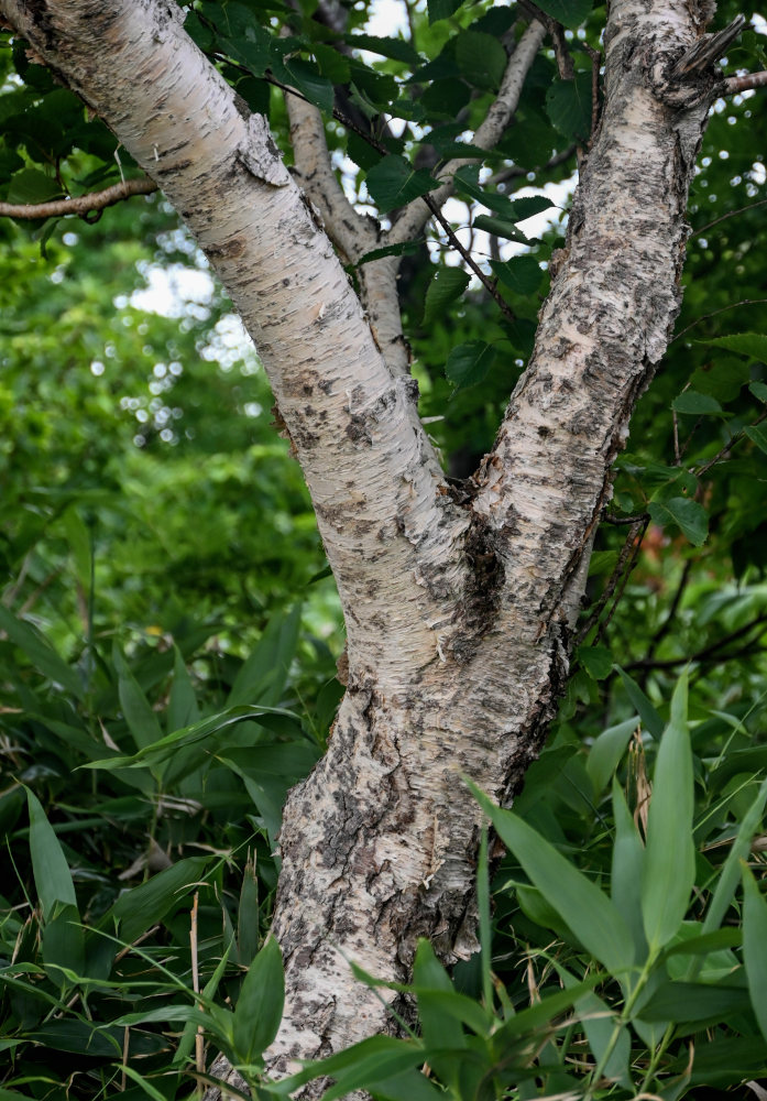 Image of Betula ermanii specimen.