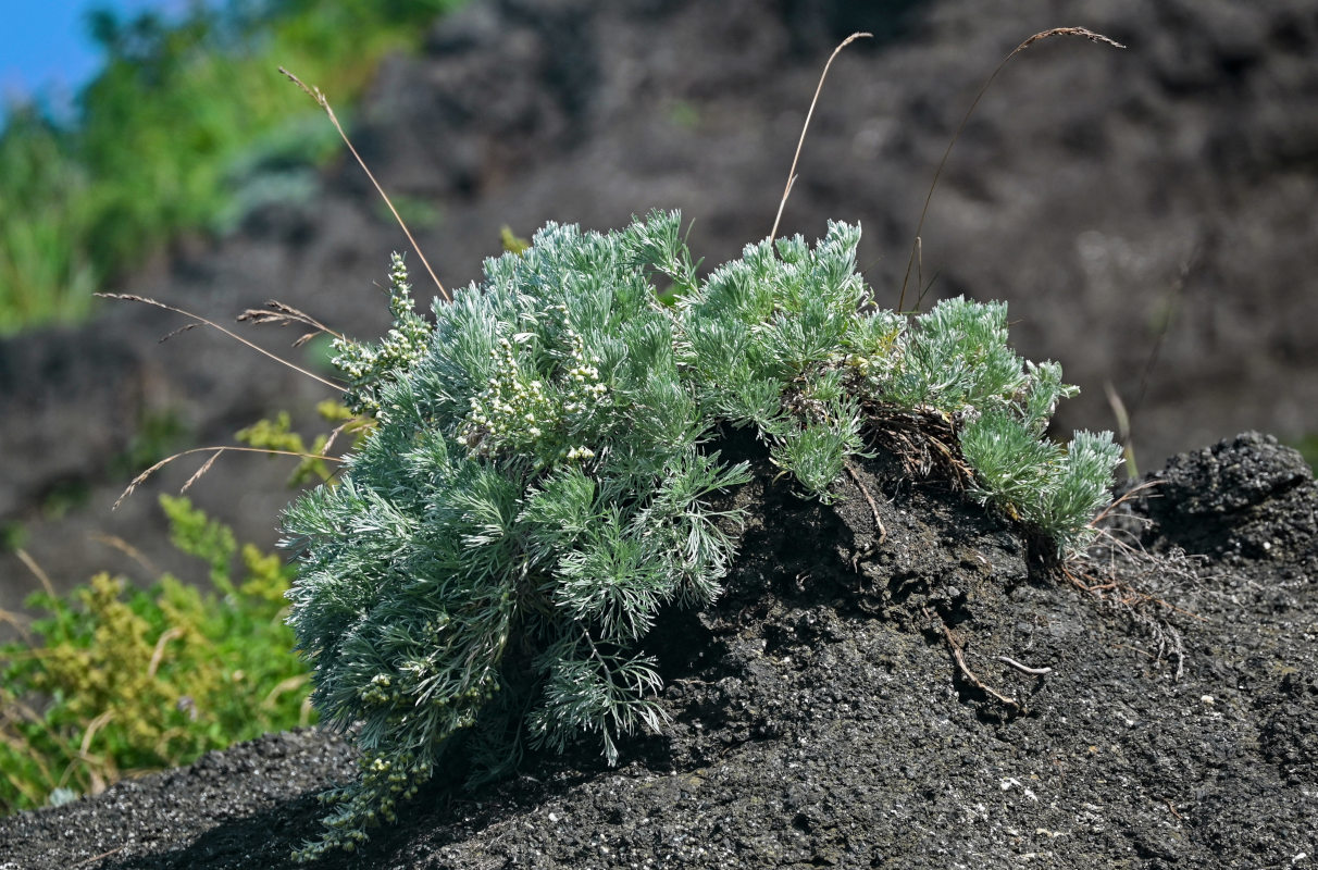 Изображение особи Artemisia schmidtiana.