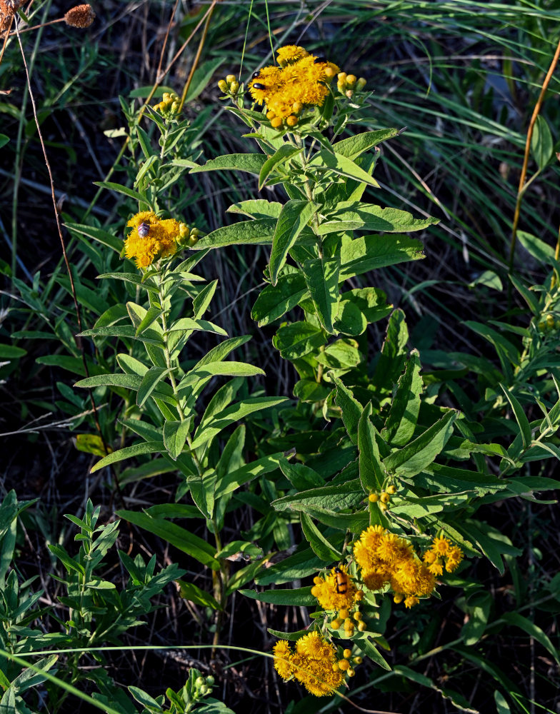 Image of Inula germanica specimen.