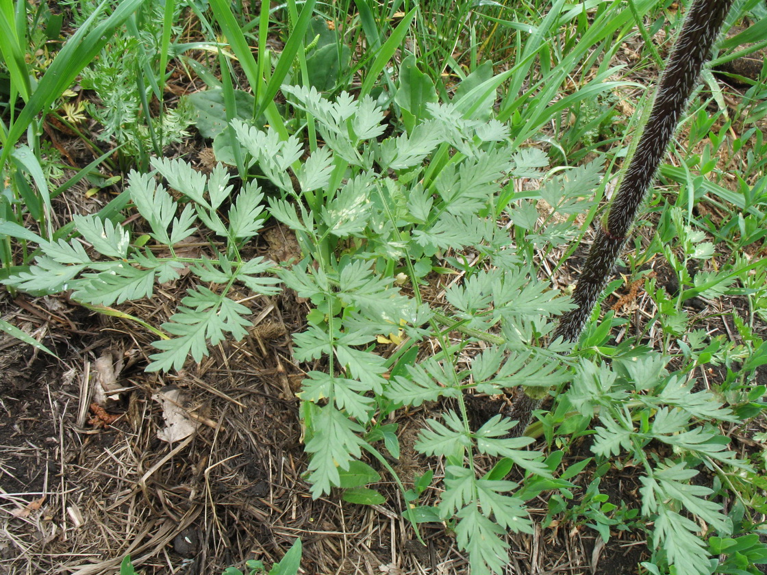 Image of Chaerophyllum prescottii specimen.