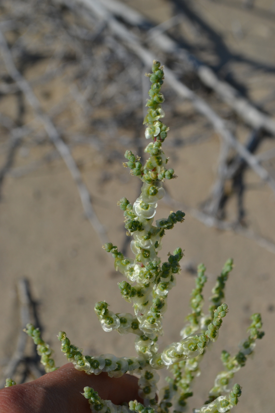 Изображение особи Salsola nitraria.