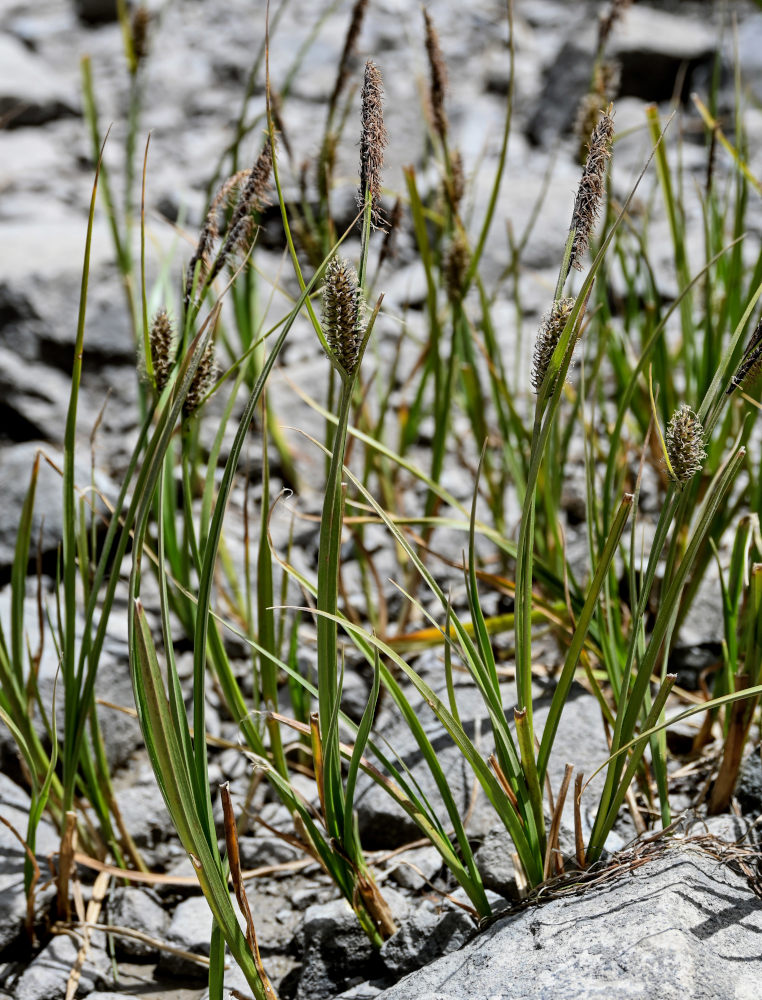 Image of genus Carex specimen.