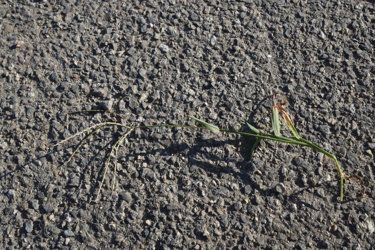 Image of familia Poaceae specimen.