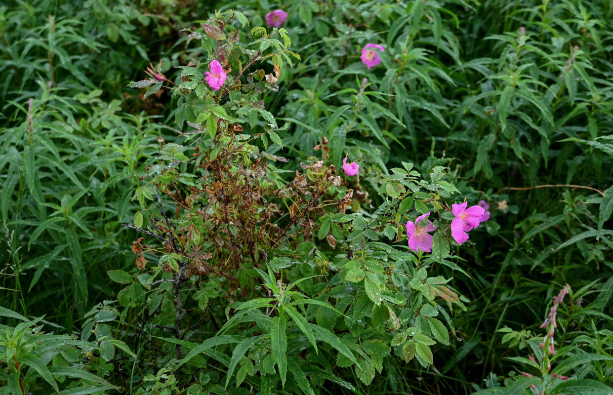 Image of Rosa acicularis specimen.