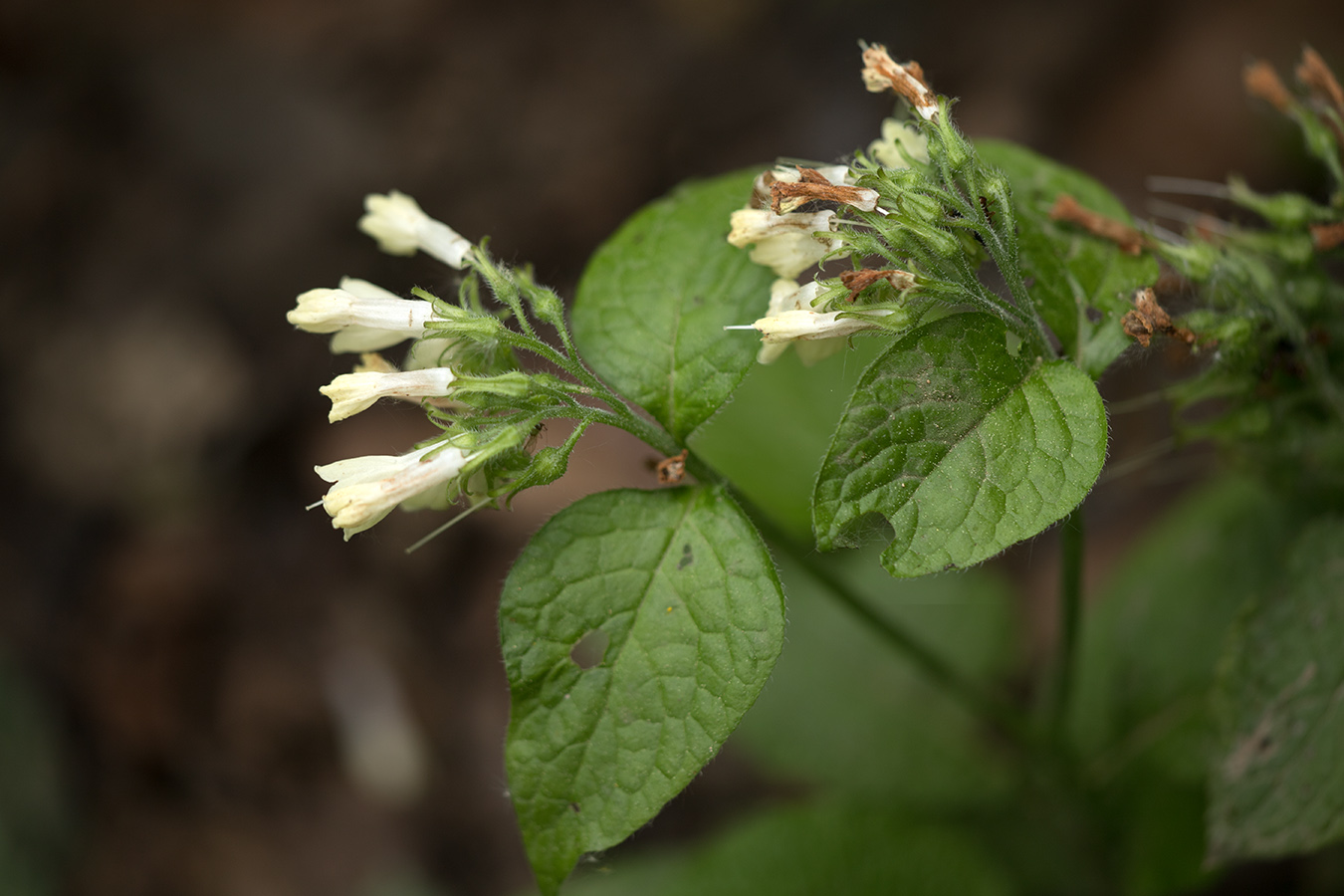 Изображение особи Symphytum grandiflorum.