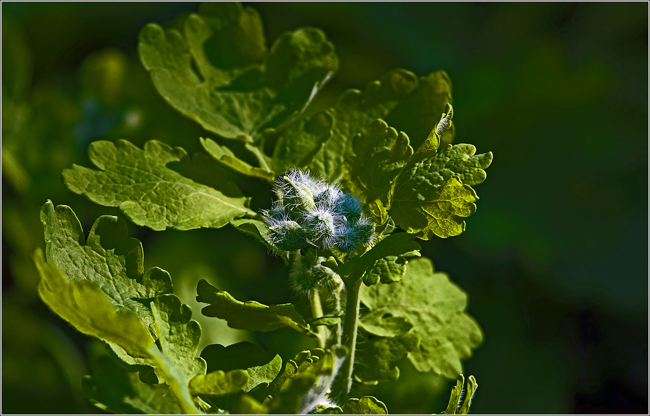 Изображение особи Chelidonium majus.