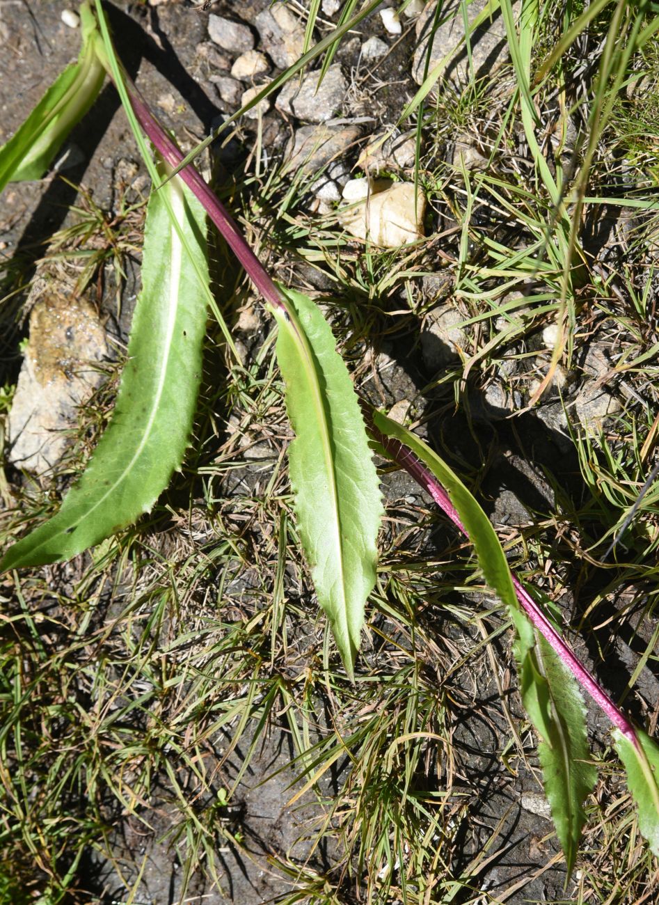 Изображение особи Cirsium simplex.