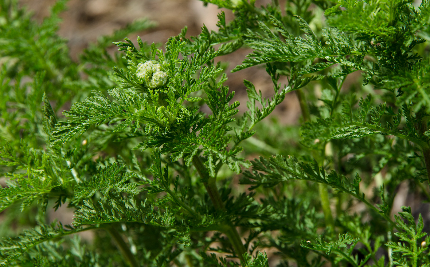 Image of Unknown species specimen.