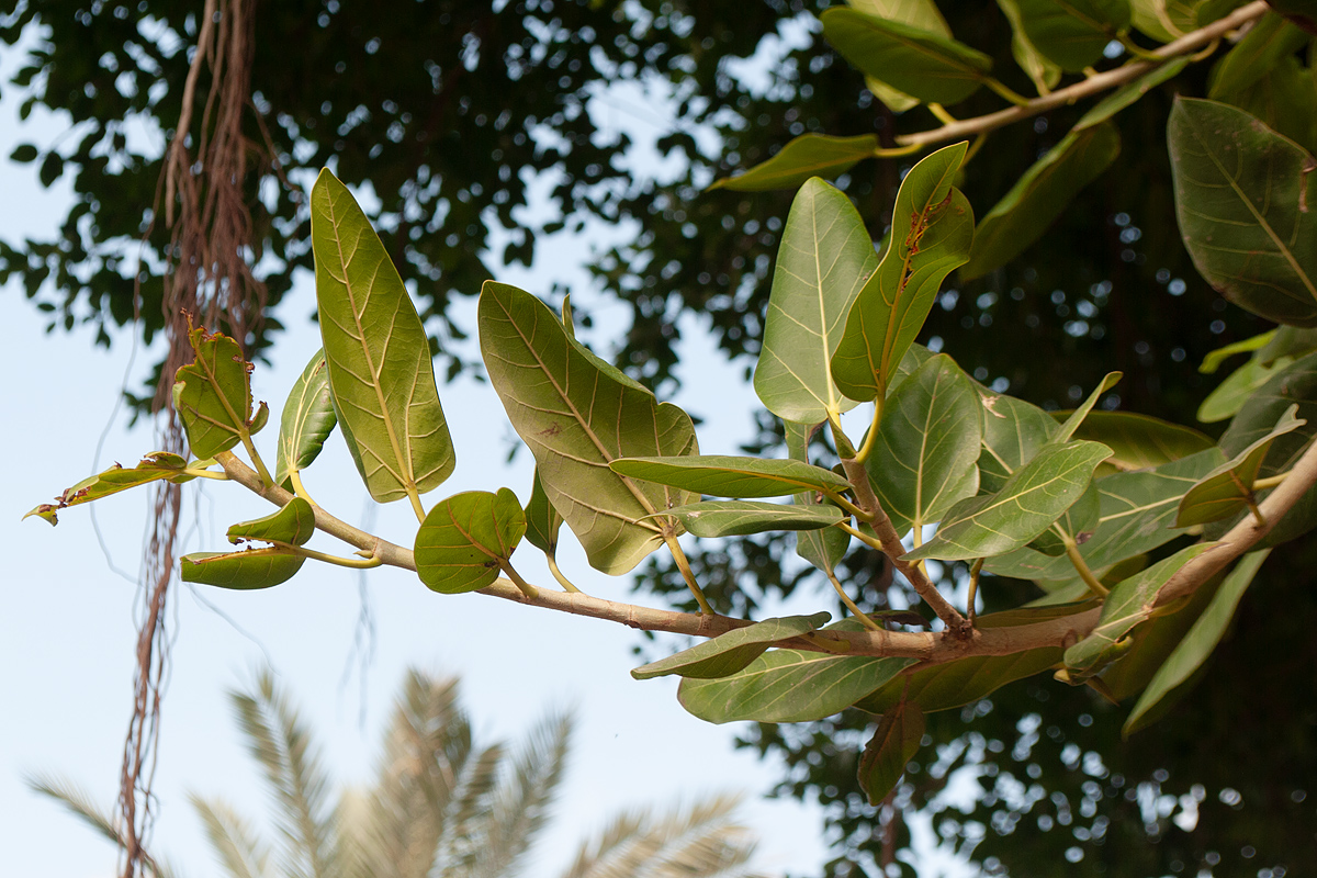 Изображение особи род Ficus.