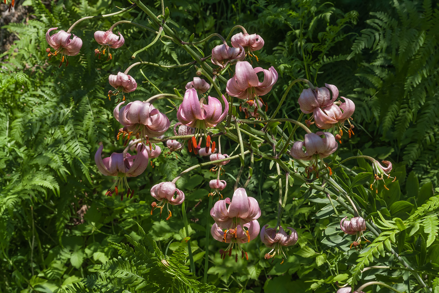 Image of Lilium martagon specimen.