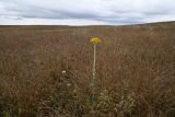 Pseudohandelia umbellifera. Цветущее растение в сообществе доминирующего Poa bulbosa. Казахстан, Алматинская обл., юго-зап. шлейф Джунгарского Алатау, правая сторона дол. р. Или ниже вдхр. Капчагай, плато Карой, степь. 11 мая 2024 г.