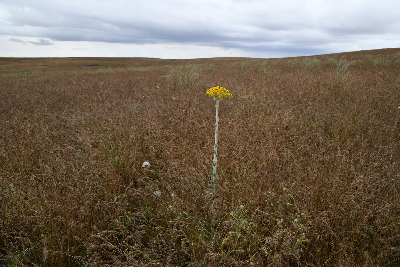 Image of Pseudohandelia umbellifera specimen.