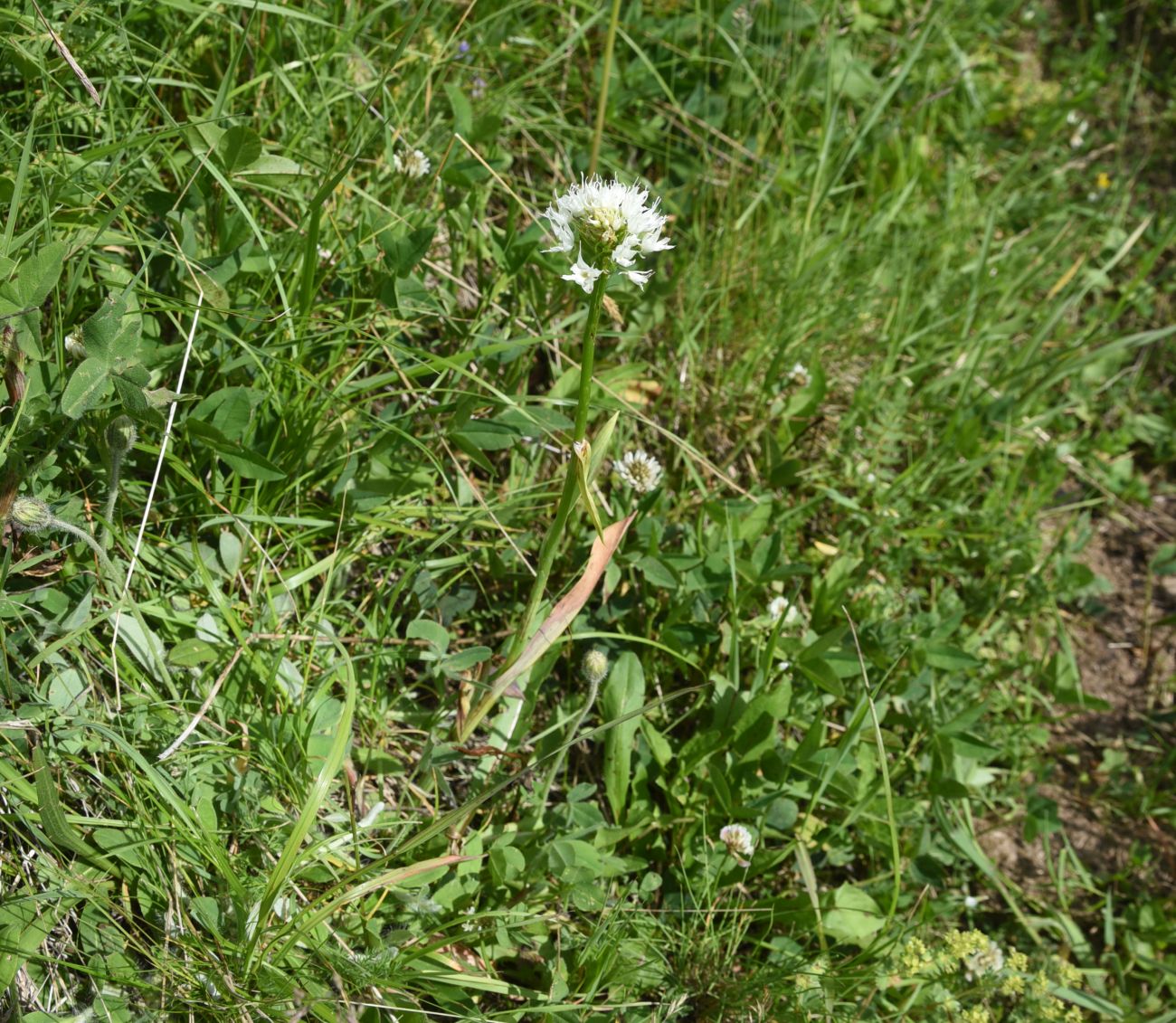 Image of Traunsteinera sphaerica specimen.