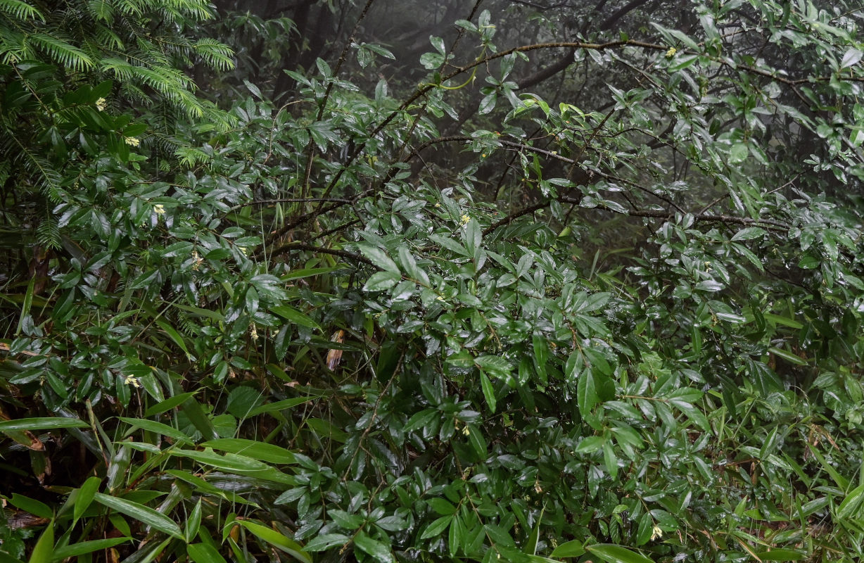 Image of Ligustrum obtusifolium specimen.