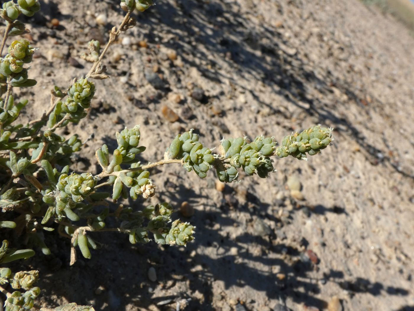 Изображение особи Salsola nitraria.