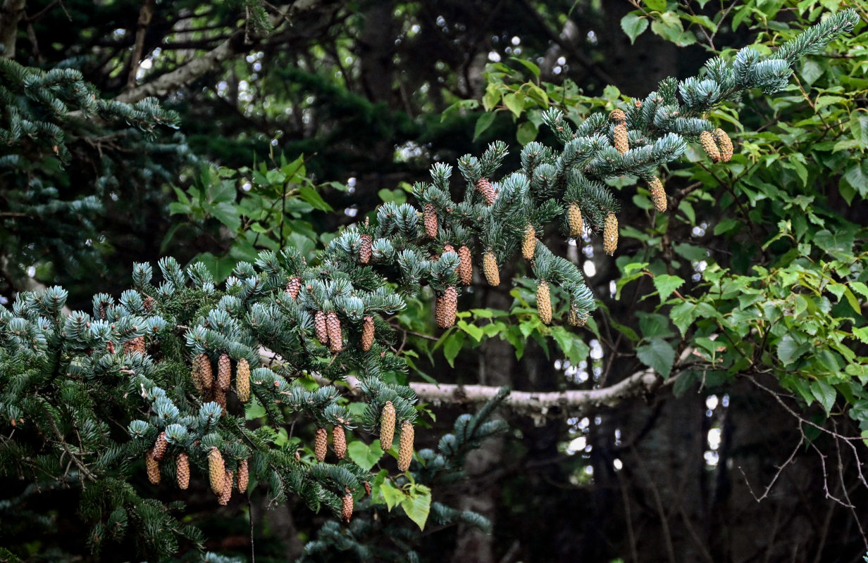 Изображение особи Picea ajanensis.