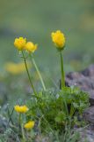 Ranunculus brachylobus. Цветущие растения. Карачаево-Черкесия, Урупский р-н, верховья притока р. Ацгара, каменистый берег ручья. 09.08.2024.