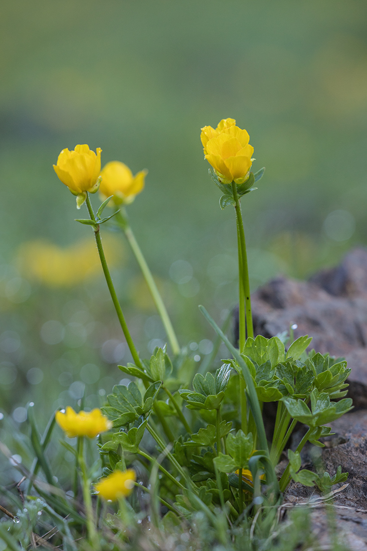 Изображение особи Ranunculus brachylobus.