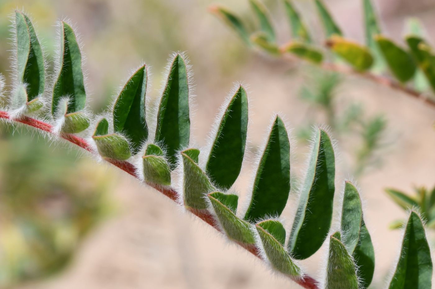 Image of Astragalus rubtzovii specimen.