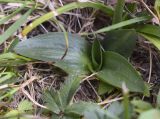 Spiranthes spiralis