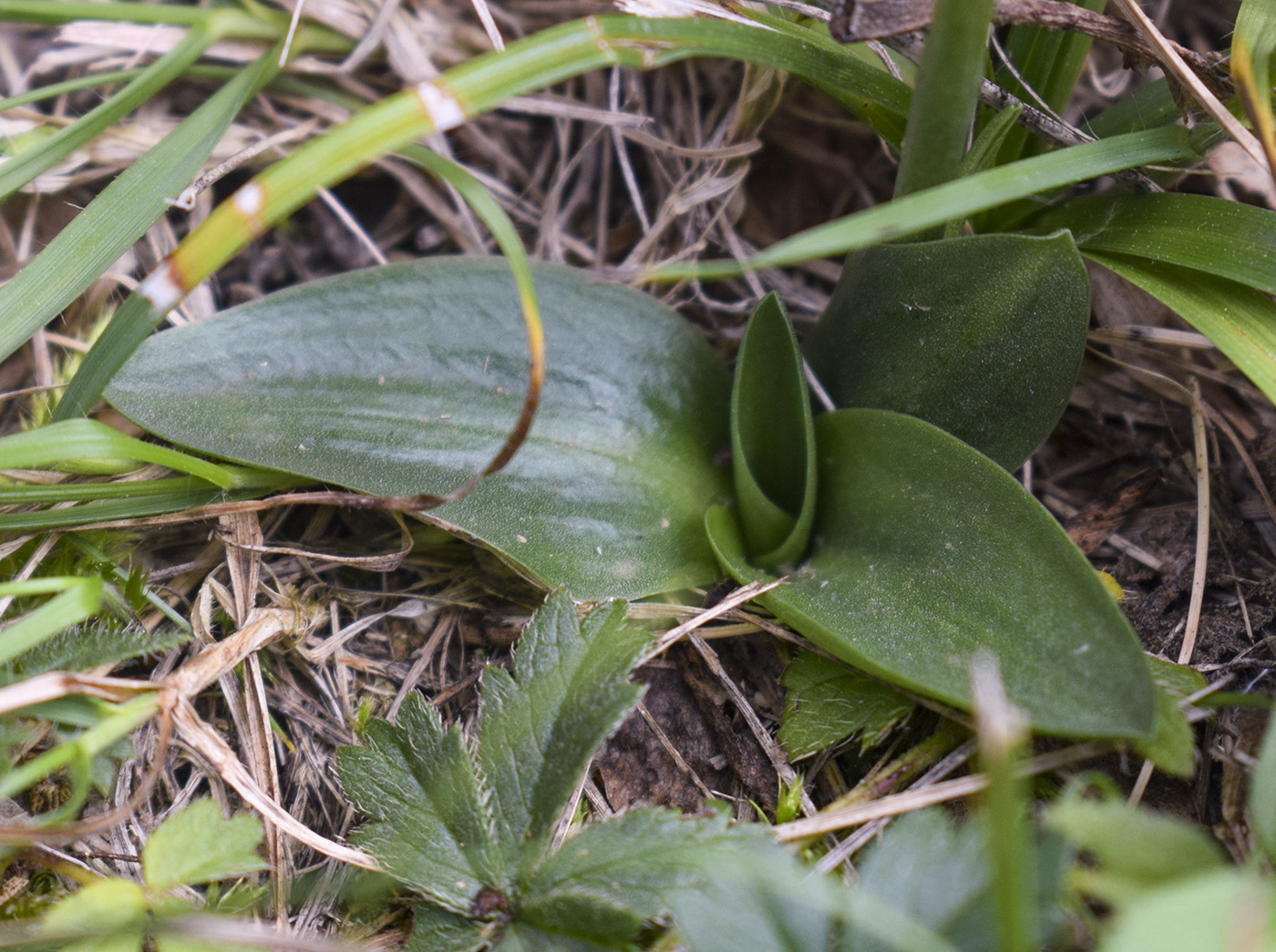 Изображение особи Spiranthes spiralis.