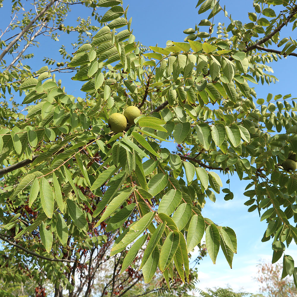 Изображение особи Juglans nigra.