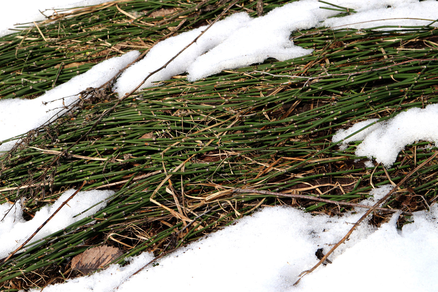 Изображение особи Equisetum hyemale.