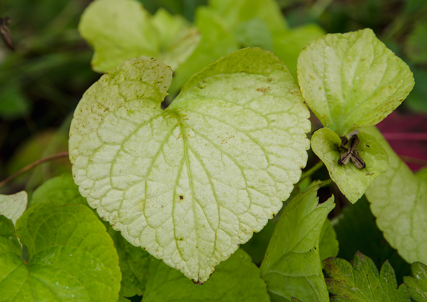 Изображение особи Viola mirabilis.