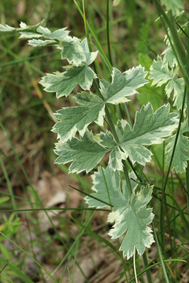 Изображение особи Pimpinella saxifraga.