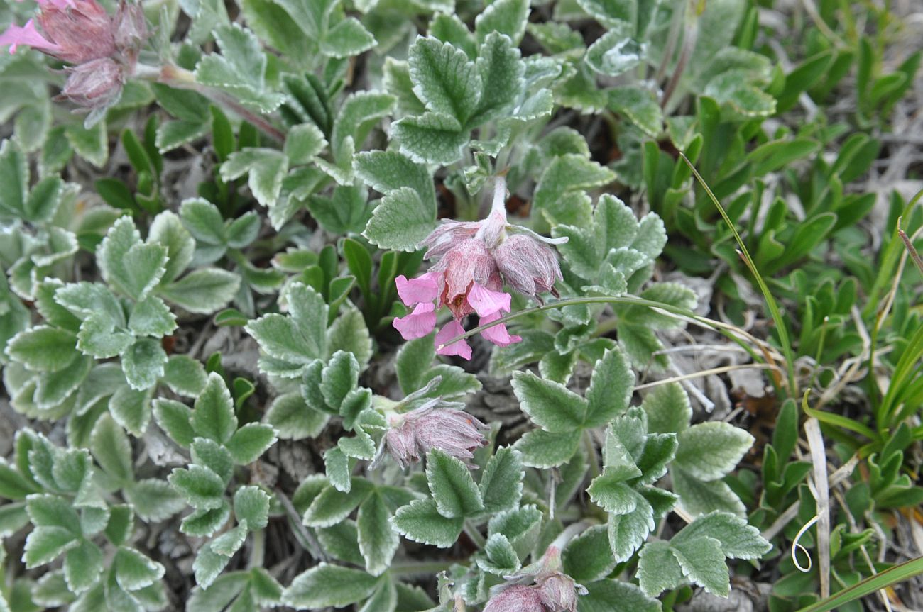 Изображение особи Potentilla divina.