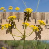 Bupleurum nordmannianum