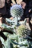 Echinops nanus