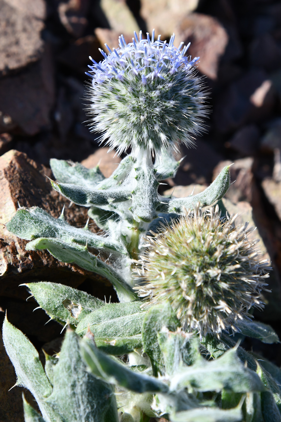 Изображение особи Echinops nanus.