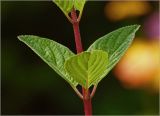 Hydrangea paniculata. Часть побега с приствольными листьями. Московская обл., Раменский р-н, окр. дер. Хрипань, садовый участок. 29.07.2024.