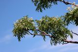 Sorbus tianschanica