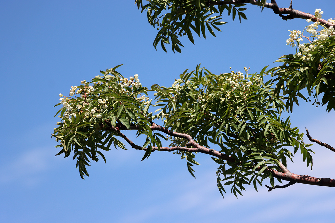 Image of Sorbus tianschanica specimen.