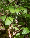 Polygonatum hirtum