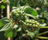 Фото Lantana camara