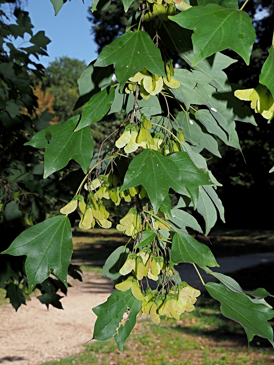 Image of Acer buergerianum specimen.