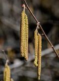 View full-size image Corylus avellana