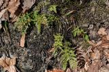 View full-size image Asplenium adiantum-nigrum