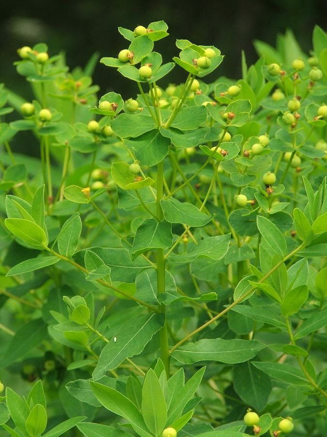 Изображение особи Euphorbia tauricola.