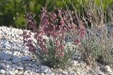 View full-size image Matthiola fragrans