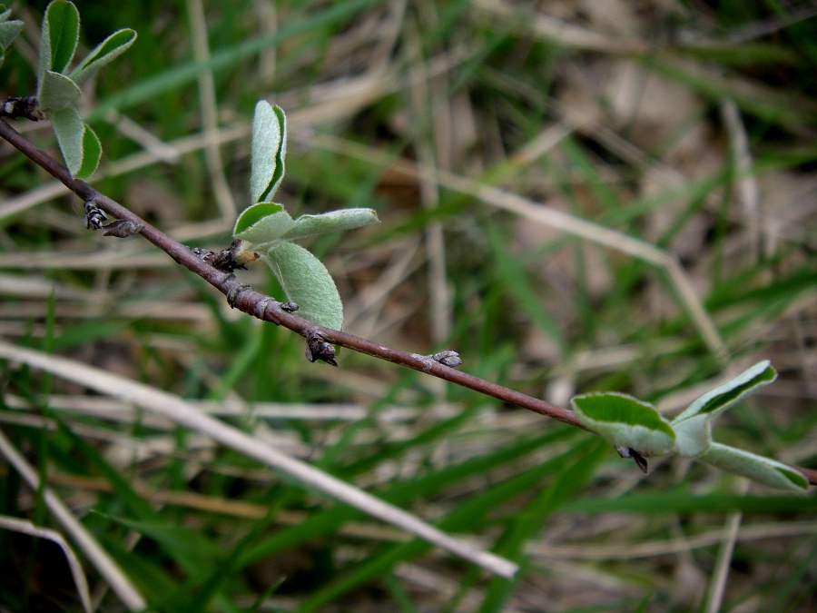 Изображение особи Amelanchier ovalis.