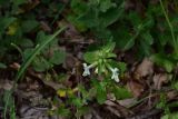 View full-size image genus Stachys