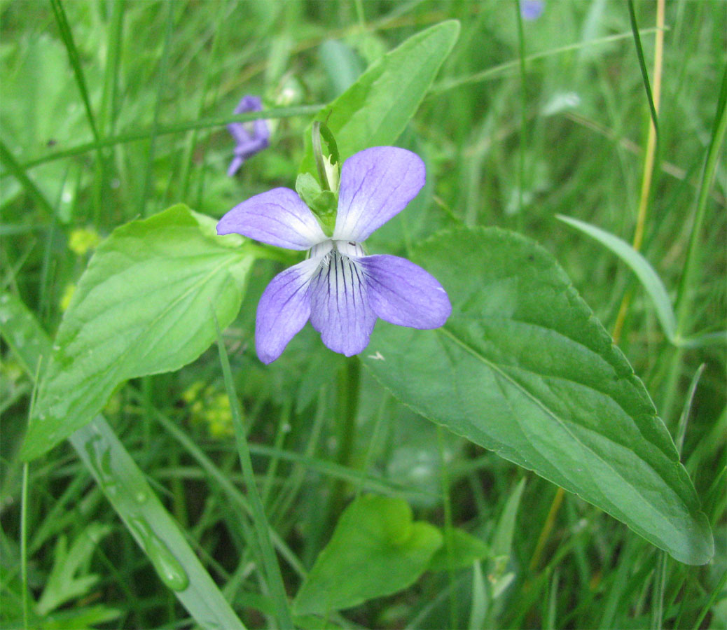 Изображение особи Viola ruppii.