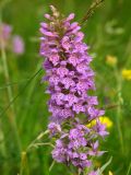 Dactylorhiza baltica