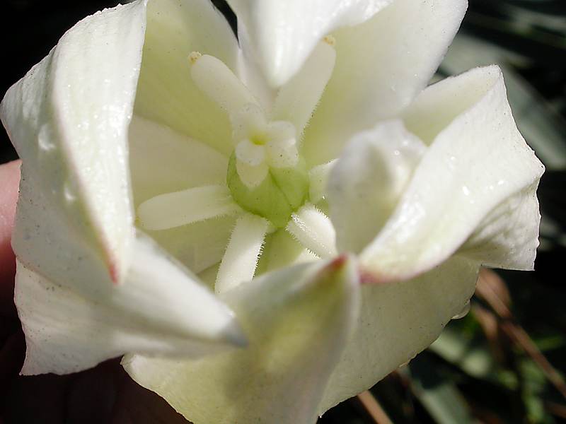 Image of Yucca gloriosa specimen.