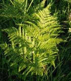 Pteridium pinetorum